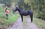 Cheval jument 4 ans 