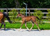 Vends très beau foal mâle SF Casallo Z x souche 10/10