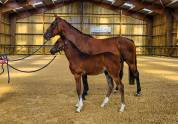 Vends très beau foal mâle SF Casallo Z x souche 10/10