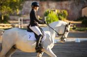 Lipizzan hongre 6 ans - Dressage