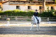 Lipizzan hongre 6 ans - Dressage