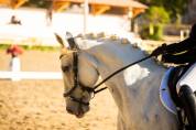 Lipizzan hongre 6 ans - Dressage