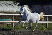 Lipizzan hongre 6 ans - Dressage