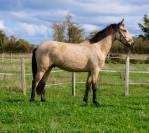 Jeune cheval de dressage prometteur 