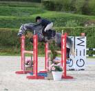 Vend poney  approuvé étalon 7ans Pfs 1m48