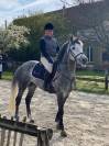 Vend poney  approuvé étalon 7ans Pfs 1m48