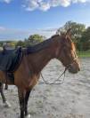 Gentil trotteur 4 ans petit niveau 