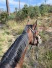 Gentil trotteur 4 ans petit niveau 