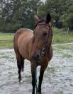 Gentil trotteur 4 ans petit niveau 