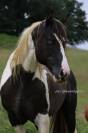 Saillie étalon Paint Horse homozygote tobiano et noir