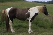 Saillie étalon Paint Horse homozygote tobiano et noir