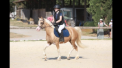 Poney de sport cso dressage 