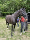 Cheval Loisir/Dressage 