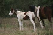 Pouliche paint horse 2024