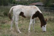 Pouliche paint horse 2024