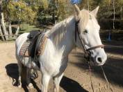 Jument Camargue - Camarguais