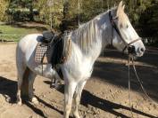 Jument Camargue - Camarguais