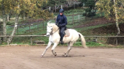 Hongre Camargue - Camarguais