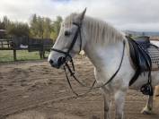 Hongre Camargue - Camarguais