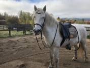 Hongre Camargue - Camarguais