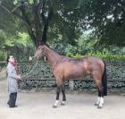 Jument de sport CSO, dressage, complet 