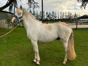 poney loisir/balade/concours