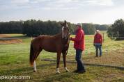 hongre Franches Montagnes 3 ans