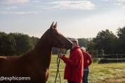 hongre Franches Montagnes 3 ans