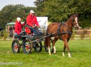 hongre Franches Montagnes 3 ans