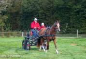 hongre Franches Montagnes 3 ans