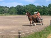 hongre Franches Montagnes 4 ans