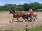 hongre Franches Montagnes 4 ans