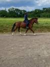 hongre Franches Montagnes 4 ans