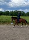 hongre Franches Montagnes 4 ans