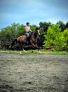 hongre Franches Montagnes 4 ans