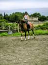 hongre Franches Montagnes 4 ans