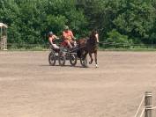 hongre Franches Montagnes 4 ans
