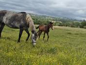 Poulain O DEUX DU CAUSSE X BALOU DU ROUET X CLINTON II