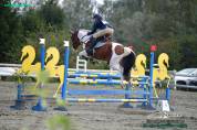 Hongre 6 ans pour CCE ou CSO