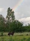 Pension pour chevaux dans la Plaine de l'Ain