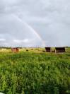 Pension pour chevaux dans la Plaine de l'Ain