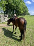 Poulain PFS hongre 2ans -Non Stop de la Rosalys-