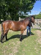 Poulain PFS hongre 2ans -Non Stop de la Rosalys-