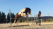 Enseignante en équitation relationnelle indépendante