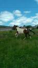 Yearling sport PIE