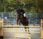 Cheval cso amateur