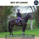 MAGNIFIQUE HONGRE - BOY OF CAMAS - 5ANS 