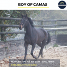 MAGNIFIQUE HONGRE - BOY OF CAMAS - 5ANS 