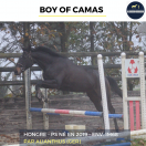 MAGNIFIQUE HONGRE - BOY OF CAMAS - 5ANS 