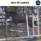 MAGNIFIQUE HONGRE - BOY OF CAMAS - 5ANS 